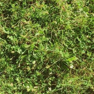 Meet your Posher, Annecline